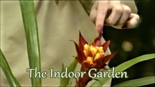 Coaxing a Bromeliad quotpupquot to Bloom or How to Care for young Bromeliads [upl. by Sadonia]