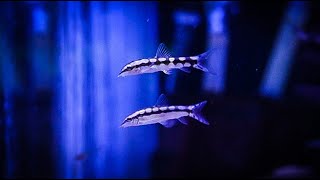 Adding Dwarf Chain Loaches For Snail Control [upl. by Oniskey]