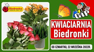 BIEDRONKA  Oferta od Czwartku 22092022  Kwiaciarnia Biedronki  Tanie Kwiaty [upl. by Orlina]