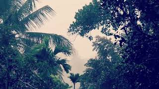 Beautiful Rainfall Among the Trees 🌲🌧️  Natures Serenityquot  Rain Sound for Relaxation [upl. by Dyrraj]