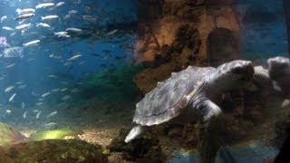 Tortue de Mer  Nausicaa  Boulogne sur Mer  2013  HD [upl. by Lachlan]