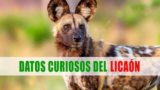 Perro salvaje africano licaón Lycaon pictus  Datos curiosos de animales [upl. by Bridwell]