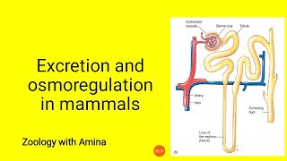 Excretion and Osmoregulation in Mammals  ZoologywithAmina [upl. by Fasa]