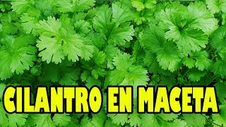 Como Sembrar Cilantro ☘️🍀 En Maceta  🍀☘️ [upl. by Daub792]