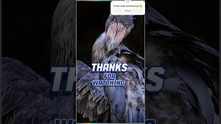 Rate shoebill bird of world Most beautiful bird shoebill youtubeshorts shorts [upl. by Nirahs]