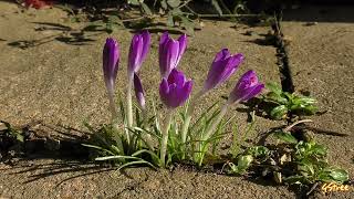 Crocus time lapse [upl. by Emyle]