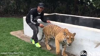 Lewis Hamilton Scares a Tiger [upl. by Malva]