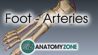 Foot Arteries  3D Anatomy Tutorial [upl. by Baynebridge]