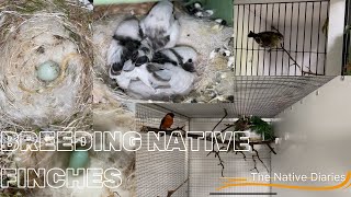 Breeding Native British Finches  The Native Diaries Season 1 Episode 5 [upl. by Brosy]