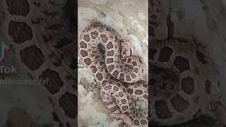 Crotalus Triseriatus serpiente de cascabel es una serpiente venenosa que habita en México [upl. by Llenil]