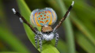 Peacock Spider 11 Maratus pardus [upl. by Jori]