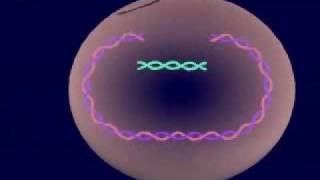 Virus Lysogenic amp Lytic Cycle [upl. by Yajiv]