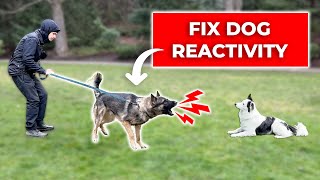 How We Fix LEASH REACTIVITY Towards Dogs Stop Barking and Lunging [upl. by Noxas]