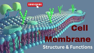 Cell membrane Structure and Functions Biology [upl. by Eornom]