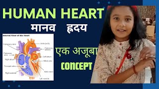 THE HUMAN HEART And ITS FUNCTION। ह्रदय कैसे काम करता हैह्रदय की सरंचना एवं कार्य l hum [upl. by Tiebold232]