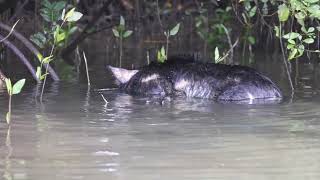 Crocodile eating a feral pig [upl. by Ainel]