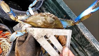 Trotline Crabbing  The Crab Show  Eastern Shore of Maryland  Commercial [upl. by Camus]