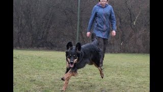 Charis RZV Hovawart Obedience Klasse 1 2805 quotvquot [upl. by Alistair830]