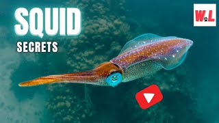 Squid Secrets 10 Mind Blowing Facts You Love To Know [upl. by Seth]