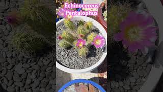 Echinocereus Pentalophuscactus succlents gardening flowers bloom [upl. by Nywg]