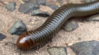 One giant millipede Running in Forest [upl. by Cara572]