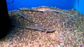 Sturisoma barbatum  Long Nose Whiptail Catfish [upl. by Eiramrebma]