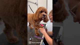 Cavapoo puppies are the cutest after their haircuts [upl. by Aidroc]