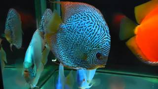 Stendkers discus fish  update year later [upl. by Kramnhoj]