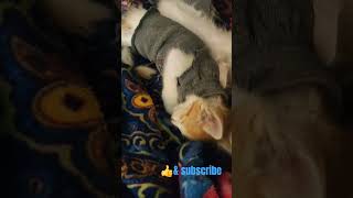 cat swater pahenke so Gaye 😴shortvideo music bollywood cat 2Queens 👍 [upl. by Alleuqahs]