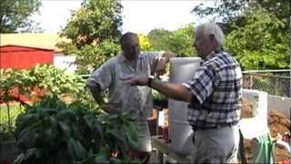 Check out these mutant tomatoes my dads growing An update at Reaganite Srs garden [upl. by Anaic]