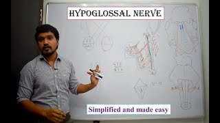 Hypoglossal nerve Anatomy  Simplified and made easy [upl. by Kong]