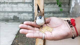 Indian Silverbill  Rescue  Feeding  with Description [upl. by Etnovaj287]