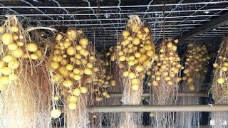 The Farm Producing Potato Without Soil Will Surprise You  Incredible Agriculture Techniques [upl. by Maggi]