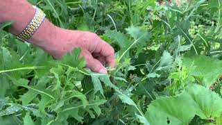 This Week in the Garden  Weed Identification [upl. by Keiryt]