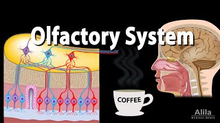 Olfactory System Anatomy and Physiology Pathways Animation [upl. by Eyar]