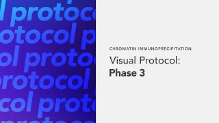 Chromatin Immunoprecipitation Visual Protocol Phase 3 [upl. by Alleahcim]