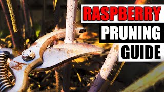 How To Prune Raspberries  The Definitive Guide [upl. by Olympia497]