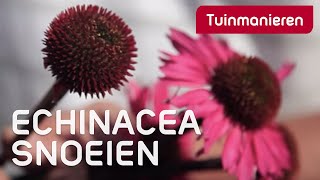 Echinacea snoeien hoe doe je dat  Tuinmanieren [upl. by Alexis584]