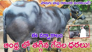 ఆంధ్ర లో తగ్గిన ముర్రా జాతి గేదెల ధరలు 9951107656 పొదుగు వాపు రాకుండా Murrah buffaloes for sale [upl. by Annunciata331]