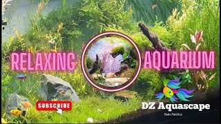 Relaxing Aquarium Vidéo [upl. by Bergstrom]