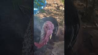 Turkey Tales Tom Stuffing’s secret Snood hair flip Move Preen Preen Routine turkeys [upl. by Karel]