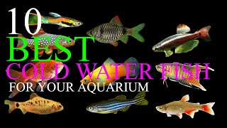 Building a STUNNING 3ft Aquarium for Angelfish amp Emperor Tetras [upl. by Heid]