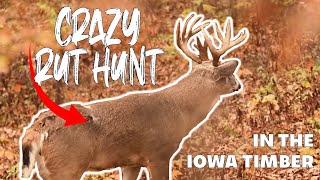 October 29th Crazy Rut Hunt in the Iowa Timber  Real Time [upl. by Cornall]