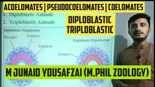 Diploblastic  Triploblastic  Acoelomates  Pseudocoelomates  Coelomates kingdomofbiology777 [upl. by Niltag]