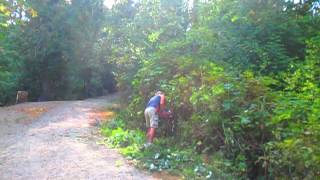 Clearing Blackberry Brambles with an ECHO Hedge Trimmer [upl. by Ataynek]