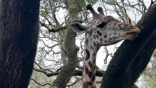 Kilimanjaro Safaris  Disney’s Animal Kingdom  Full Ride POV [upl. by Shevlo]