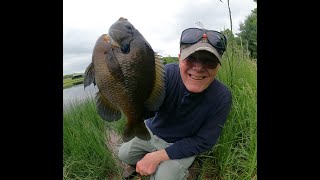 TOPWATER BULL BLUEGILLS on the Swamp Spider [upl. by Phylys]