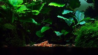 Most Favorite Plant and Food for my Shrimp Aquarium Part 1 [upl. by Schou868]