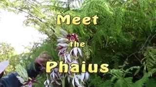 Meet the Phaius [upl. by Bigelow541]