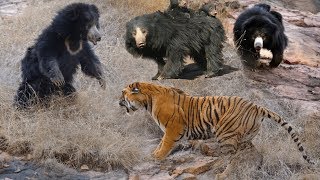 Wild Animals Fights Powerful Tiger vs Big Bear  Lion vs Hippo Hyena vs Wild Dogs vs Wildebeest [upl. by Yenduhc]